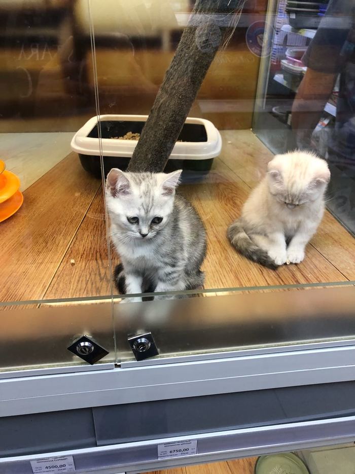 �������� ������ � �����������