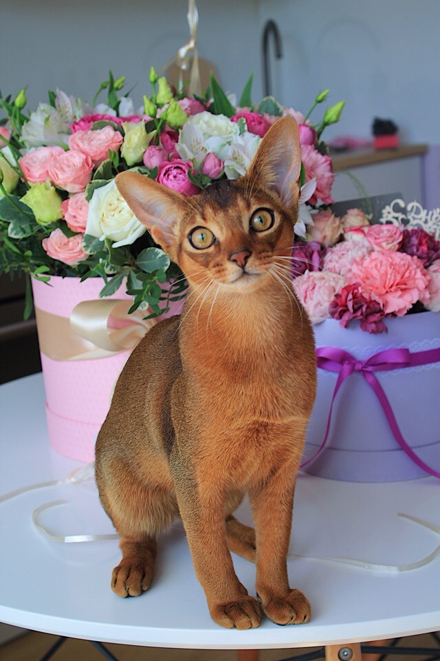 photogenic guy - My, cat, Abyssinian cat, Pets, Animals, Longpost