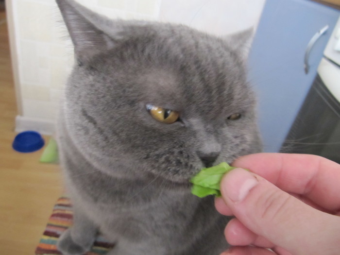 British cat relishes hand salad - My, cat, Catomafia, cat wants to eat, British cat, , Longpost