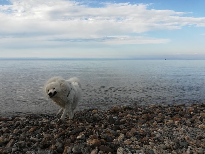 Something went wrong... - My, Baikal, Dog, Samoyed