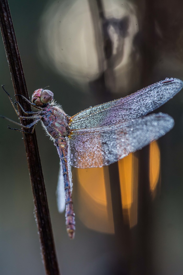 Dragonfly at dawn - My, Macro, Morning, Dragonfly, The photo, Insects, Macro photography