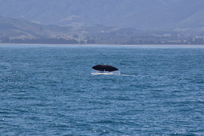 Tail of a sperm whale near the shore - My, New Zealand, Sperm whale, Sea, Wild animals, Marine life