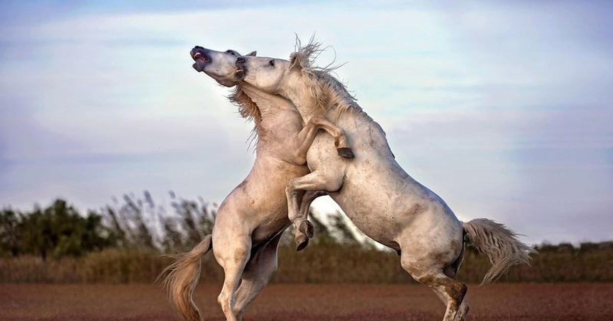 Grabsikis Horse At Sikişi