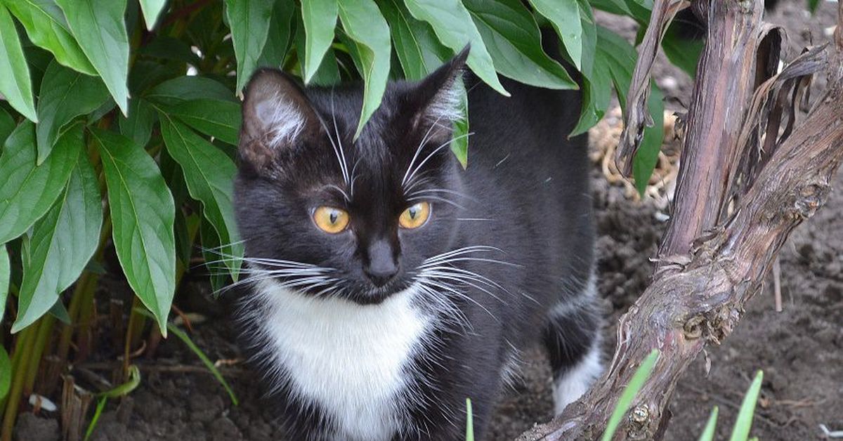 Рассказ о хитром коте | Пикабу