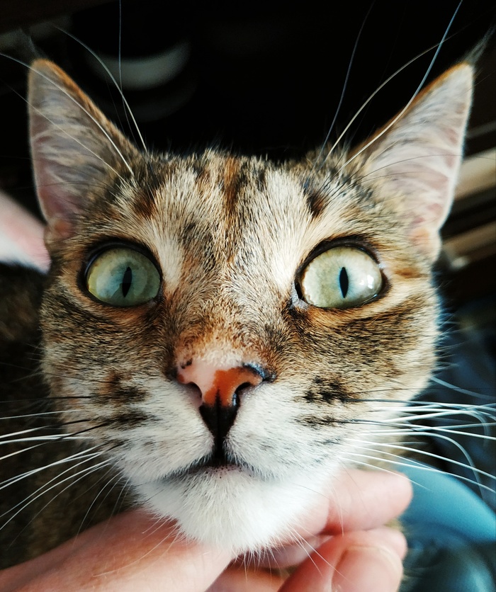 tricolor nose - My, cat, Catomafia, Nose