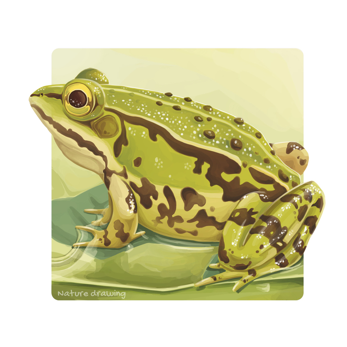 Frog - My, Frogs, Animalistics, Amphibian, Digital drawing, Digital, SAI, Milota, Drawing