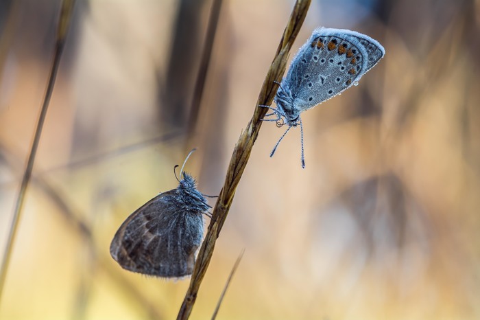 Morning for a couple - My, Macro, Morning, The photo, Macro photography