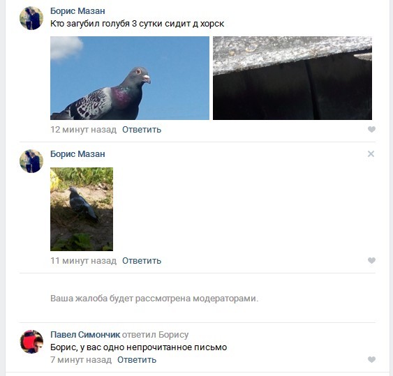 Letter for you - In contact with, Comments, Pigeon, Screenshot