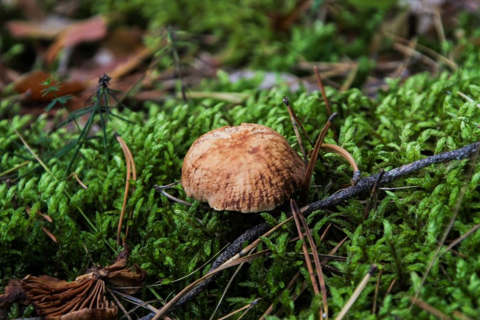 Мир под ногами Длиннопост, Дзержинск, Фотография, Canon 1300d, Природа