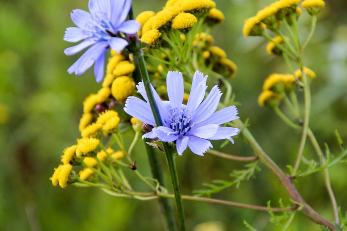 Мир под ногами Длиннопост, Дзержинск, Фотография, Canon 1300d, Природа