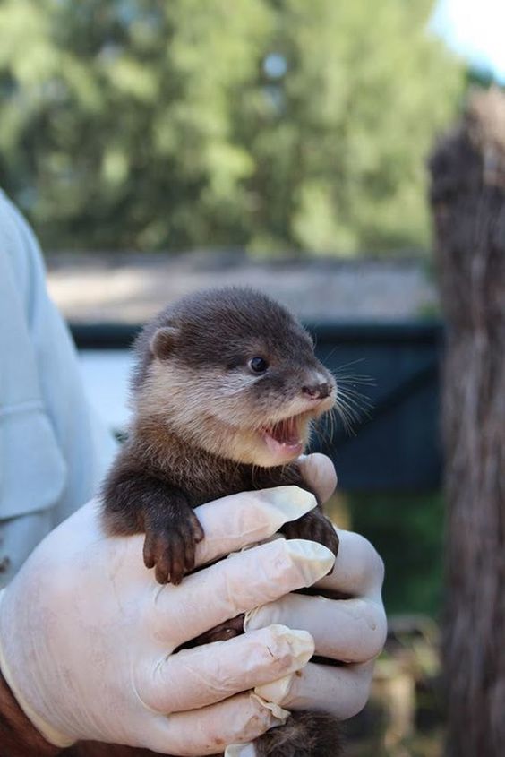 I have an otter for you - The photo, Otter, Young, Person, Arms