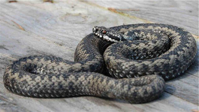 The most dangerous snakes in Russia - Snake, Russia, Danger, Top, Longpost