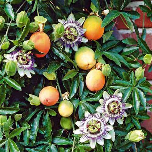 Passiflora, she is a passion flower, she is also a granadilla, you can just passion fruit - Passionflower, , Passion fruit, , Longpost