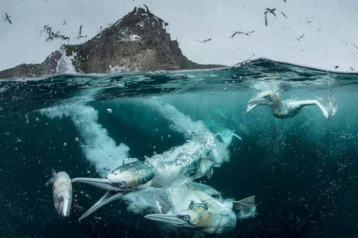 Underwater hunting. - Birds, The photo, 