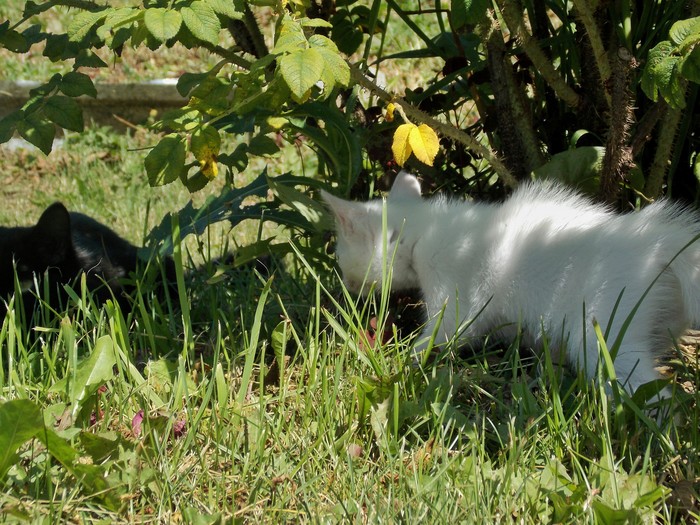 On the attack - My, cat, Nature