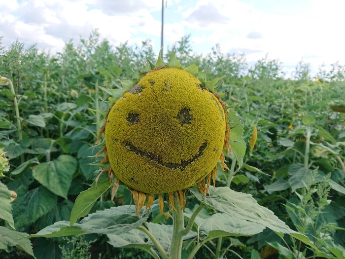 Happy Monday. - My, Sunflower, Monday, Positive, Smile