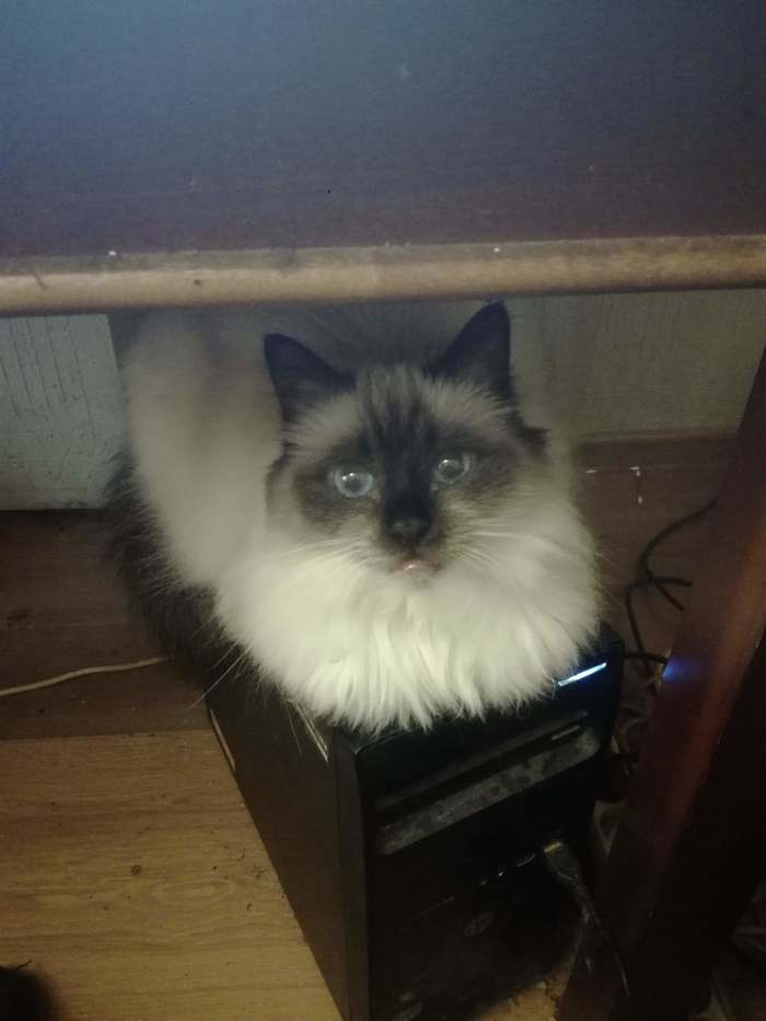 Неожиданно ловишь чей то взгляд из под стола