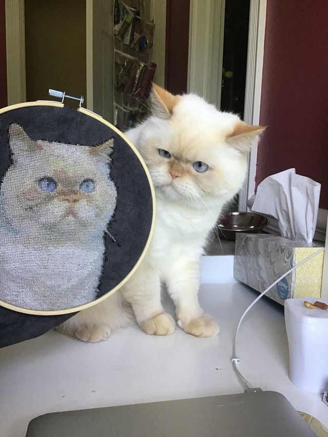 I've already seen it somewhere... - cat, Painting, Portrait