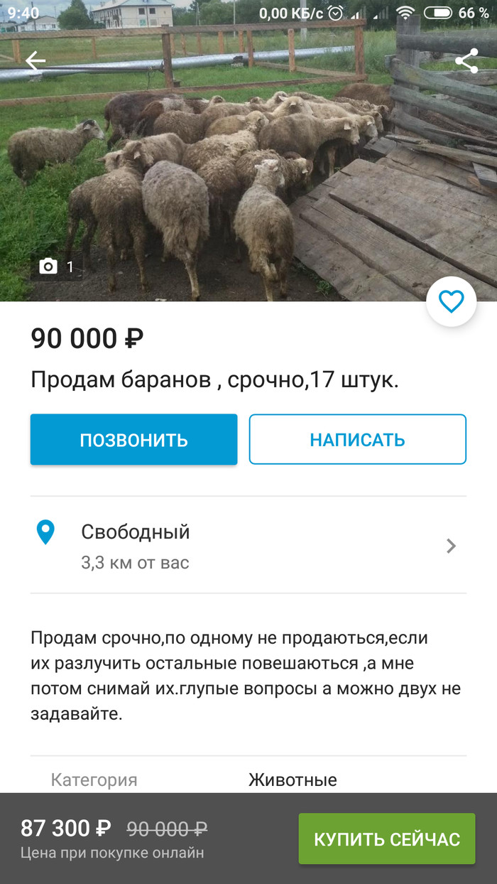 Бараны:) - Смешные объявления, Бараны, Продажа, Скриншот