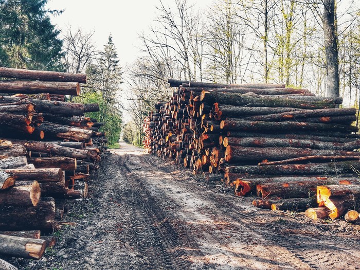 Somewhere in the woods - Kaliningrad region, My, Forest, Tree, The photo