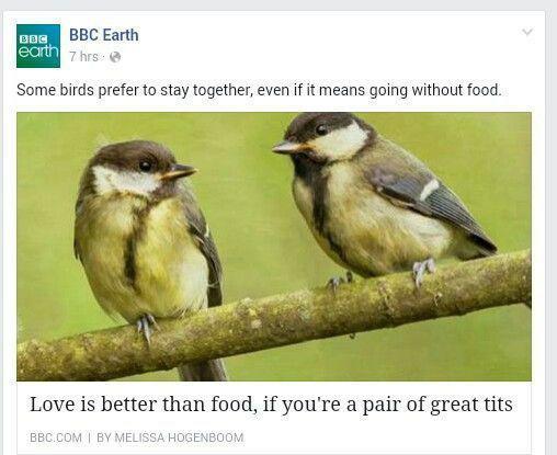 good zag - Translated by myself, Wordplay, BBC, Heading, Birds