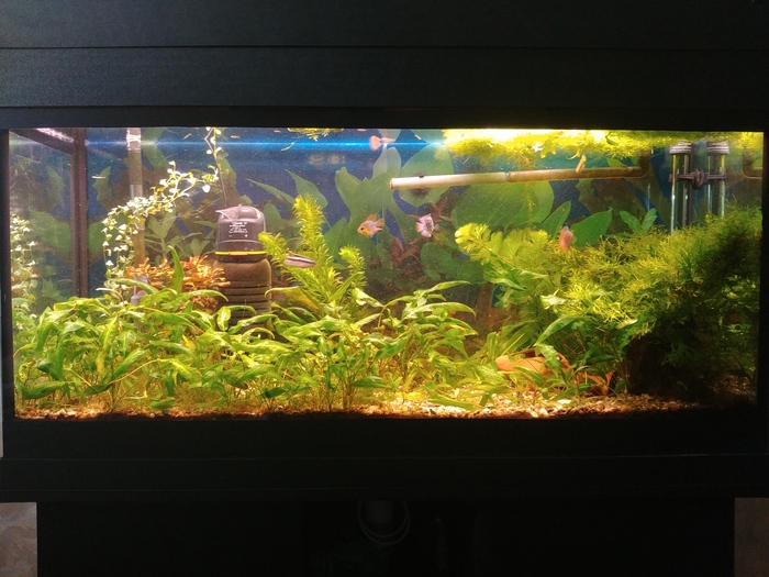 Выбор фона в аквариум