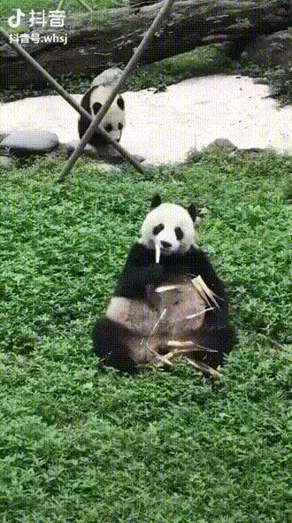 Детёныш панды нагло прервал обед своей матери