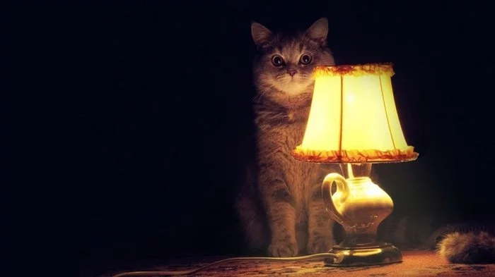 Energy! I don't get it! Marketers have stolen our catolamp! - Whiskas, Humor, Marketing, Video
