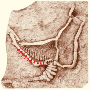 How did gill slits originate? - The science, Paleontology, Evolution, Gills, Animals, Zoology, Copy-paste, Elementy ru, Longpost