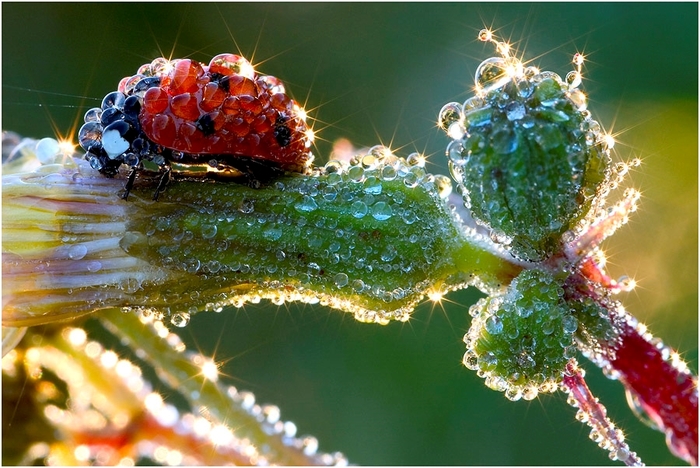 Ladybug in the dew - , Macrocosm