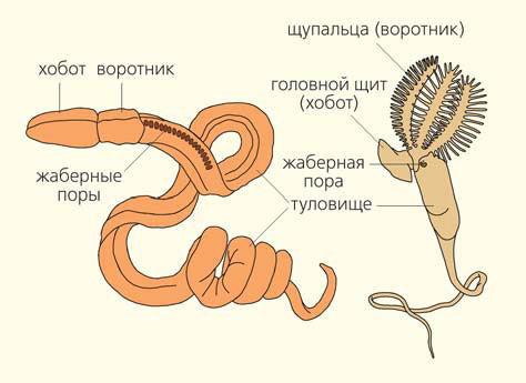 How did gill slits originate? - The science, Paleontology, Evolution, Gills, Animals, Zoology, Copy-paste, Elementy ru, Longpost