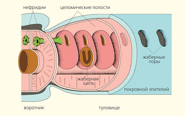 How did gill slits originate? - The science, Paleontology, Evolution, Gills, Animals, Zoology, Copy-paste, Elementy ru, Longpost