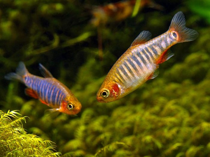 Изумрудный Данио (Danio erythromicron, микрорасбора эритромикрон, микрорасбора изумрудная).