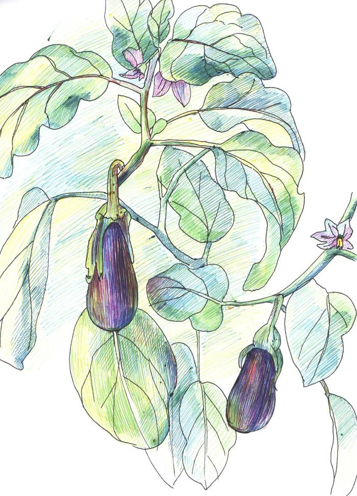 Eggplant grow - My, Eggplant, Vegetables, Luboff00, Longpost, Drawing, Graphics, Harvest