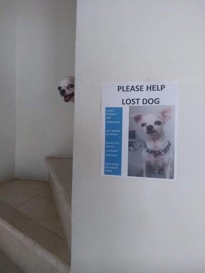 LOST DOG - Announcement, Dog