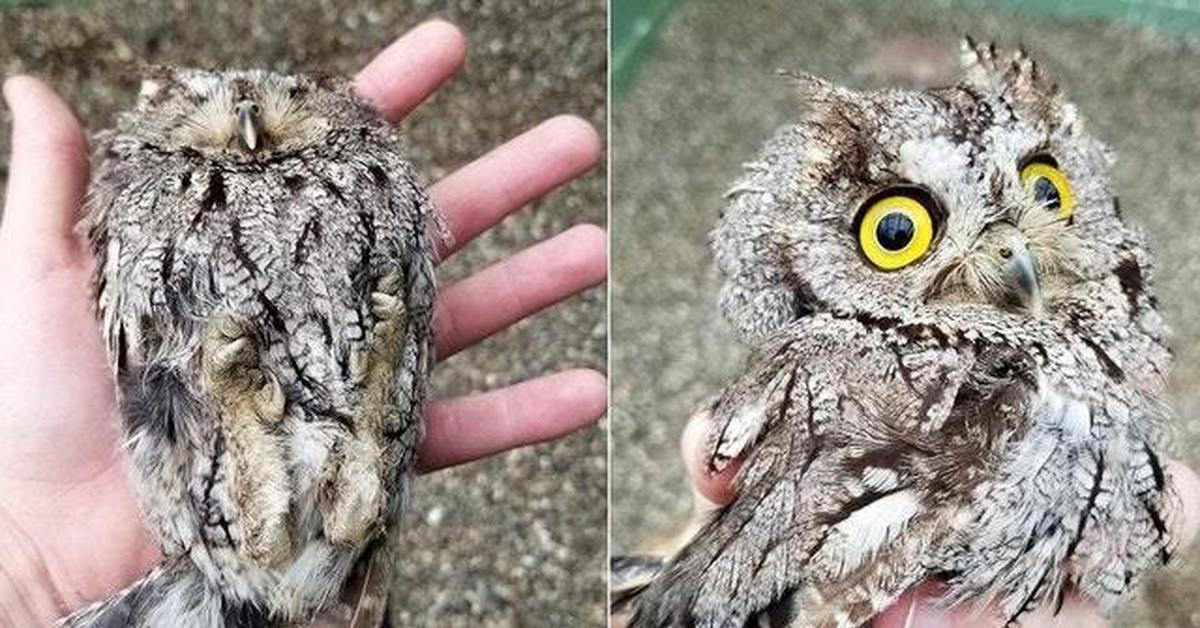 Being rubbed. Сова притворяется. Screech Owl. Притворяться или претворяться. Бабочка притворяется совой.