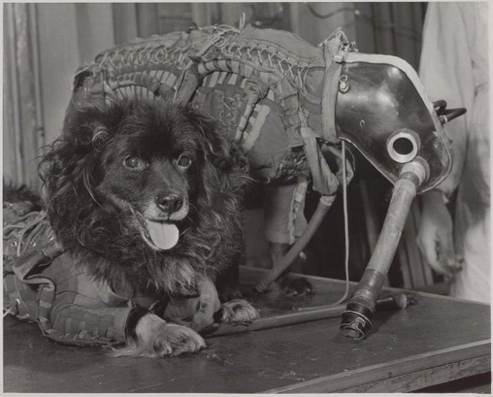 Dogs. - Космонавты, Dog, Historical photo