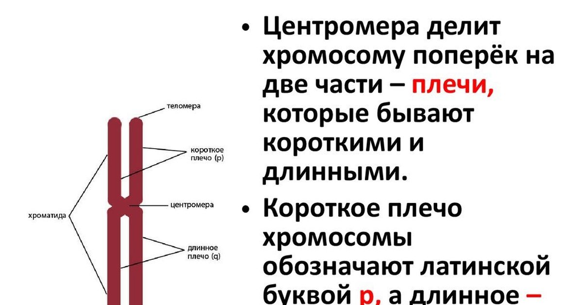 Плечи хромосом. Короткое плечо хромосомы. Плечи хромосом функции. Обозначение короткого плеча хромосомы.