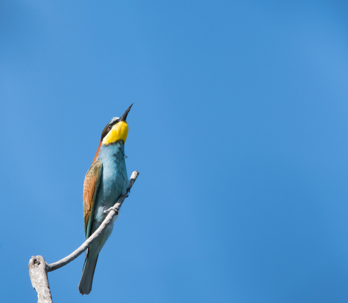 Up! - My, The photo, Photo hunting, Nature, Birds, Animals, Bird watching, Birdwatching, Rostov-on-Don