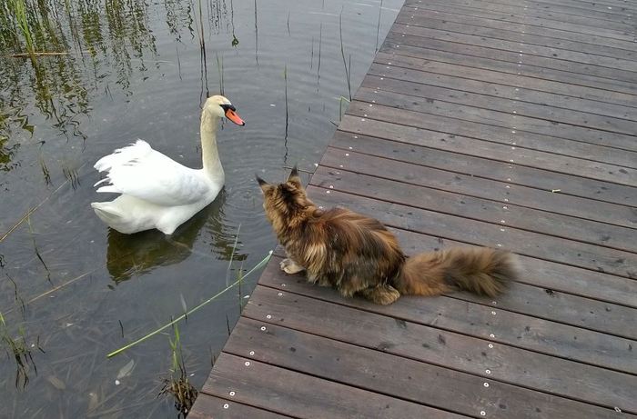 Kittens and swans. - My, My, cat, , Maine Coon, , Lake, Waterfall, Animals, Video, Longpost