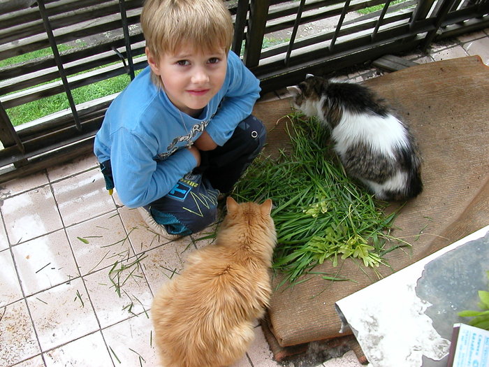 Cats choose wheatgrass - cat, The photo, , My