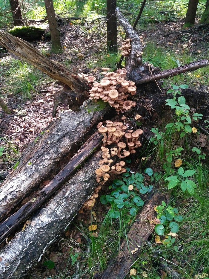 Catch!!! - Mushrooms, Silent hunt, Longpost