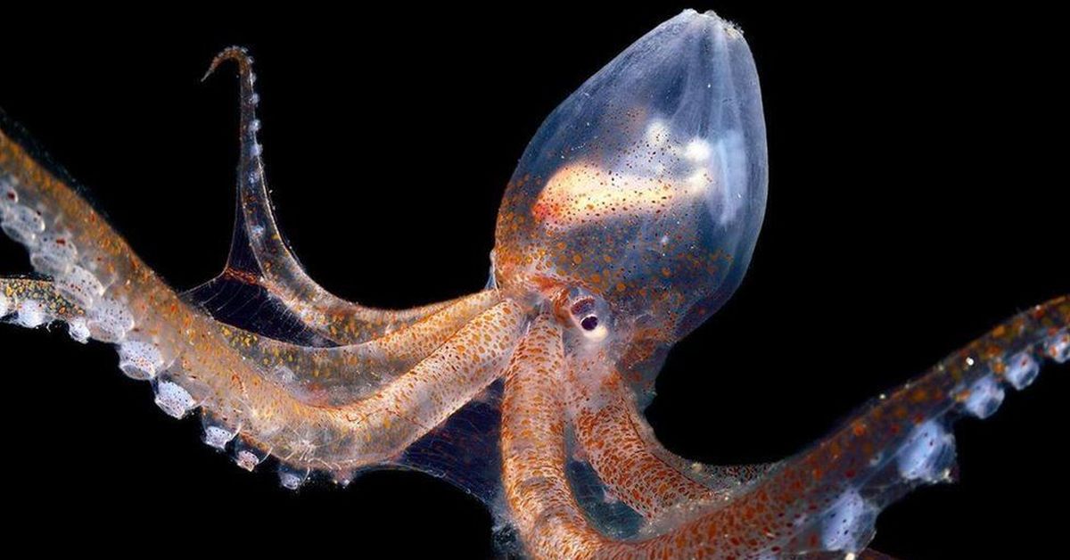 Каракатица и кальмар. Стеклянный осьминог Vitreledonella Richardi. Безглазый глубоководный осьминог. Глубоководный кальмар осьминог. Осьминог Думбо моллюск.