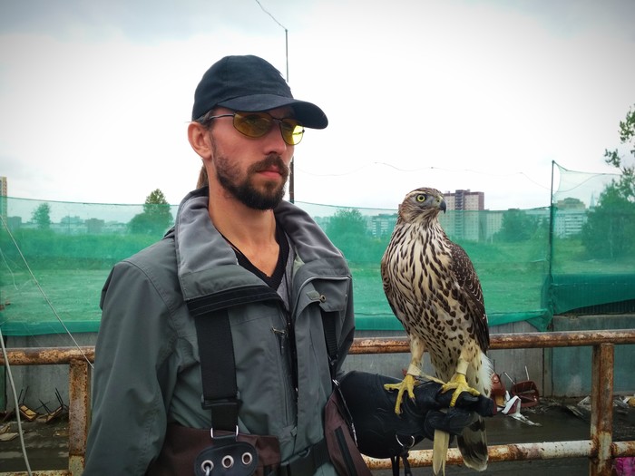 Our service is both dangerous and difficult: modern falconers - My, Work, Falconry, Birds, Nature, Animals, Birds of Prey