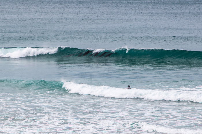 Dolphins surf - My, New Zealand, Dolphin, Wave, Surfing, Sea