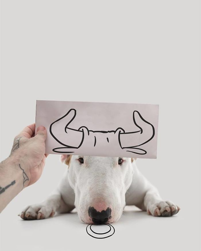 The wife left her husband with nothing, but he was not at a loss and began to photograph his bull terrier - Images, Illustrator, , Dog, Bull terrier, The photo, Humor, Longpost