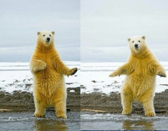 Dance workout. - Dancing, Polar bear