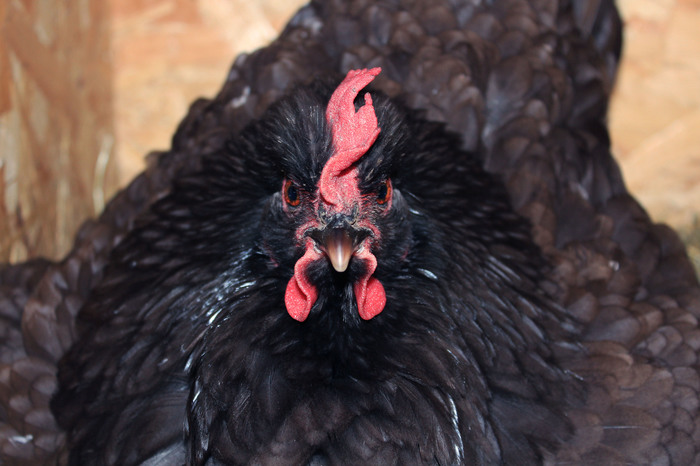 Курица Кхорна