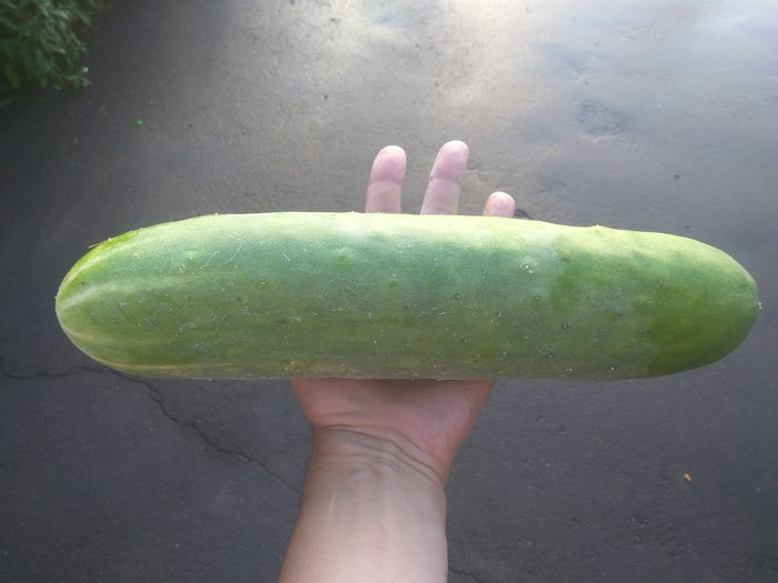 Harvest - My, Harvest, Cucumbers, Dog