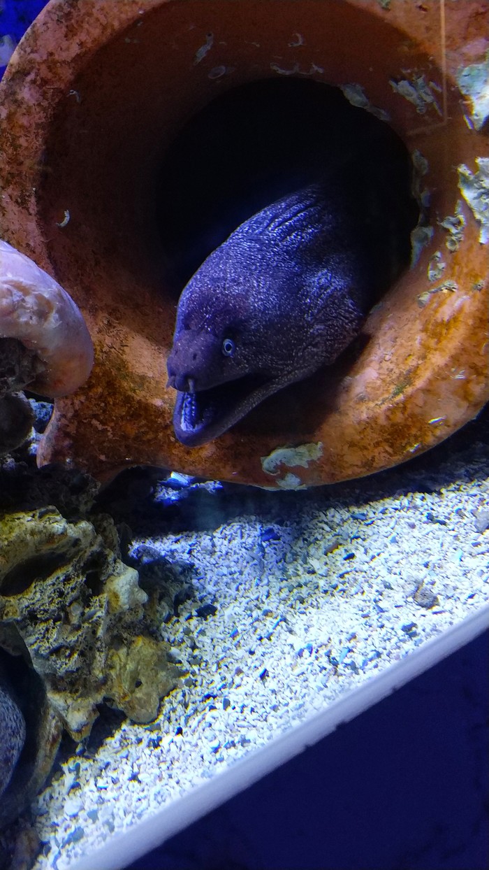 Slovenian Aquarium - A fish, What's this?, My, Aquarium